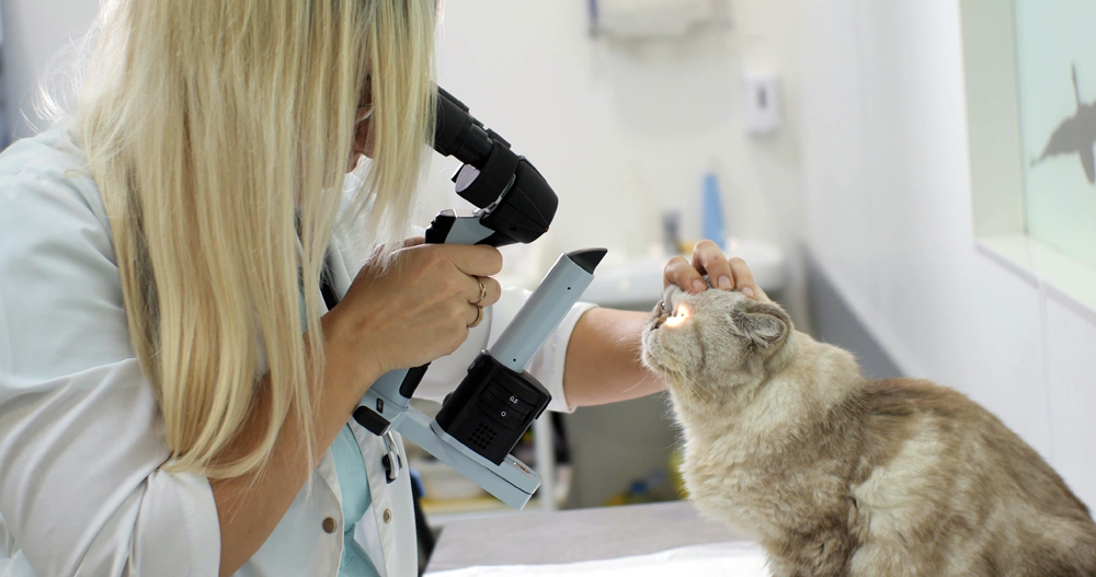 Animal Health Recruiting